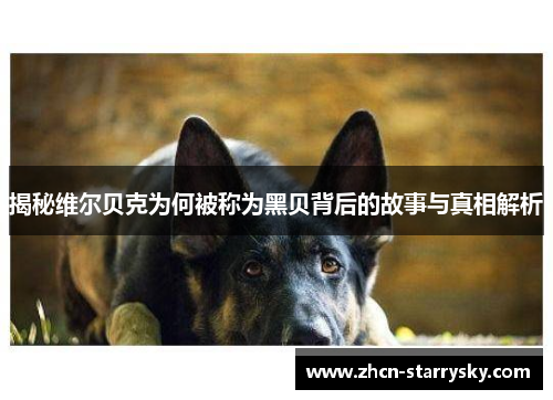 揭秘维尔贝克为何被称为黑贝背后的故事与真相解析